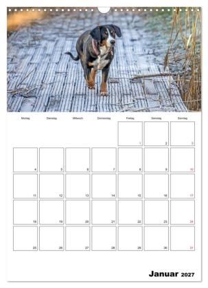 Entlebucher Sennenhunde begleiten Sie durch das Jahr (Wandkalender 2027 DIN A3 hoch), CALVENDO Monatskalender