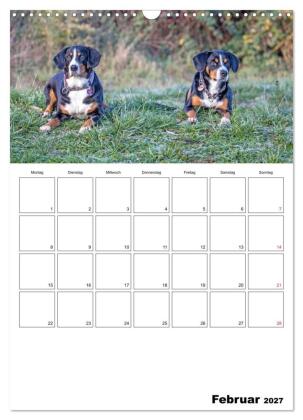 Entlebucher Sennenhunde begleiten Sie durch das Jahr (Wandkalender 2027 DIN A3 hoch), CALVENDO Monatskalender
