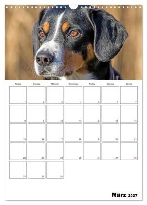 Entlebucher Sennenhunde begleiten Sie durch das Jahr (Wandkalender 2027 DIN A3 hoch), CALVENDO Monatskalender