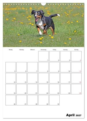 Entlebucher Sennenhunde begleiten Sie durch das Jahr (Wandkalender 2027 DIN A3 hoch), CALVENDO Monatskalender