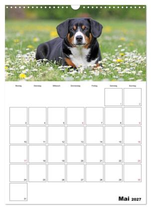 Entlebucher Sennenhunde begleiten Sie durch das Jahr (Wandkalender 2027 DIN A3 hoch), CALVENDO Monatskalender