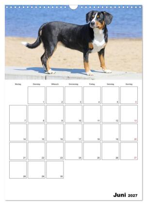 Entlebucher Sennenhunde begleiten Sie durch das Jahr (Wandkalender 2027 DIN A3 hoch), CALVENDO Monatskalender