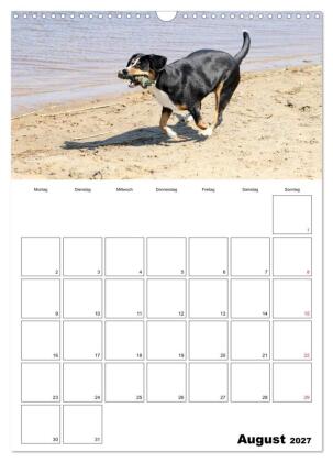 Entlebucher Sennenhunde begleiten Sie durch das Jahr (Wandkalender 2027 DIN A3 hoch), CALVENDO Monatskalender