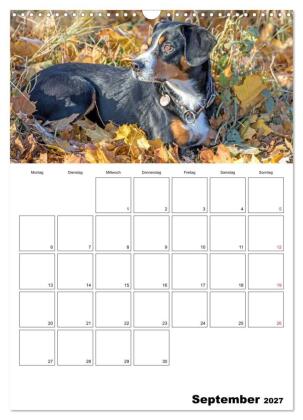 Entlebucher Sennenhunde begleiten Sie durch das Jahr (Wandkalender 2027 DIN A3 hoch), CALVENDO Monatskalender