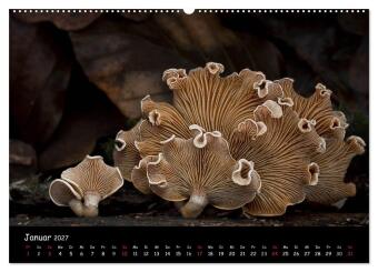 Pilzgalerie (Wandkalender 2027 DIN A2 quer), CALVENDO Monatskalender