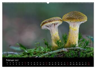 Pilzgalerie (Wandkalender 2027 DIN A2 quer), CALVENDO Monatskalender