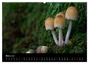 Pilzgalerie (Wandkalender 2027 DIN A2 quer), CALVENDO Monatskalender