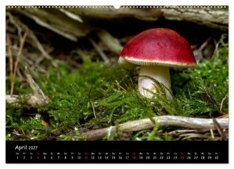 Pilzgalerie (Wandkalender 2027 DIN A2 quer), CALVENDO Monatskalender
