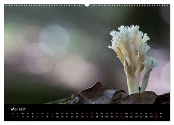 Pilzgalerie (Wandkalender 2027 DIN A2 quer), CALVENDO Monatskalender