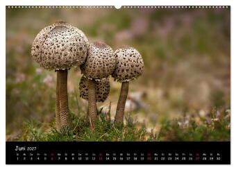 Pilzgalerie (Wandkalender 2027 DIN A2 quer), CALVENDO Monatskalender