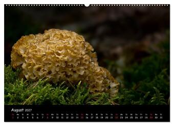 Pilzgalerie (Wandkalender 2027 DIN A2 quer), CALVENDO Monatskalender