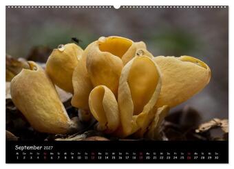Pilzgalerie (Wandkalender 2027 DIN A2 quer), CALVENDO Monatskalender
