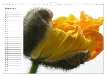 Mohn im Porträt (Wandkalender 2027 DIN A4 quer), CALVENDO Monatskalender