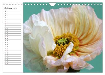 Mohn im Porträt (Wandkalender 2027 DIN A4 quer), CALVENDO Monatskalender