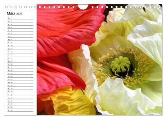 Mohn im Porträt (Wandkalender 2027 DIN A4 quer), CALVENDO Monatskalender