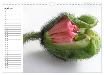 Mohn im Porträt (Wandkalender 2027 DIN A4 quer), CALVENDO Monatskalender