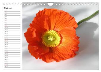 Mohn im Porträt (Wandkalender 2027 DIN A4 quer), CALVENDO Monatskalender