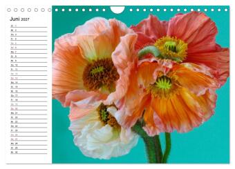 Mohn im Porträt (Wandkalender 2027 DIN A4 quer), CALVENDO Monatskalender