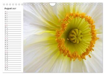 Mohn im Porträt (Wandkalender 2027 DIN A4 quer), CALVENDO Monatskalender