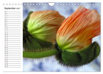 Mohn im Porträt (Wandkalender 2027 DIN A4 quer), CALVENDO Monatskalender