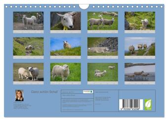 Ganz schön Schaf (Wandkalender 2027 DIN A4 quer), CALVENDO Monatskalender