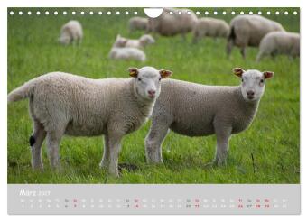 Ganz schön Schaf (Wandkalender 2027 DIN A4 quer), CALVENDO Monatskalender