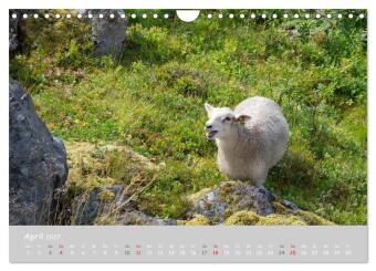 Ganz schön Schaf (Wandkalender 2027 DIN A4 quer), CALVENDO Monatskalender