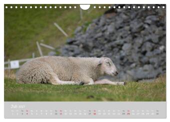 Ganz schön Schaf (Wandkalender 2027 DIN A4 quer), CALVENDO Monatskalender