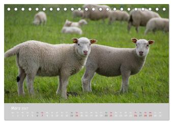 Ganz schön Schaf (Tischkalender 2027 DIN A5 quer), CALVENDO Monatskalender