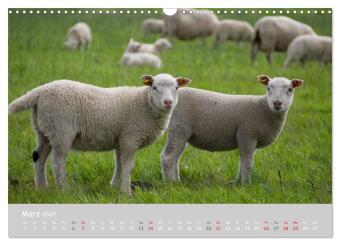 Ganz schön Schaf (Wandkalender 2027 DIN A3 quer), CALVENDO Monatskalender