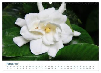 Südsee-Insel Mo'orea (Wandkalender 2027 DIN A2 quer), CALVENDO Monatskalender