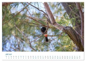 Südsee-Insel Mo'orea (Wandkalender 2027 DIN A2 quer), CALVENDO Monatskalender