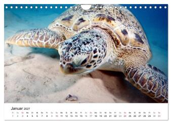 Highlights aus dem Meer - Tauchkalender (Wandkalender 2027 DIN A4 quer), CALVENDO Monatskalender