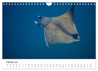 Highlights aus dem Meer - Tauchkalender (Wandkalender 2027 DIN A4 quer), CALVENDO Monatskalender