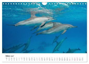 Highlights aus dem Meer - Tauchkalender (Wandkalender 2027 DIN A4 quer), CALVENDO Monatskalender