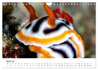 Highlights aus dem Meer - Tauchkalender (Wandkalender 2027 DIN A4 quer), CALVENDO Monatskalender