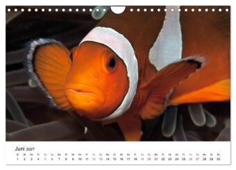 Highlights aus dem Meer - Tauchkalender (Wandkalender 2027 DIN A4 quer), CALVENDO Monatskalender