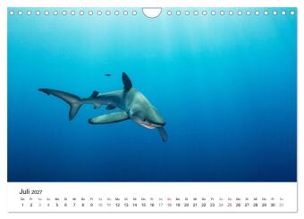 Highlights aus dem Meer - Tauchkalender (Wandkalender 2027 DIN A4 quer), CALVENDO Monatskalender