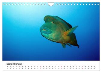 Highlights aus dem Meer - Tauchkalender (Wandkalender 2027 DIN A4 quer), CALVENDO Monatskalender