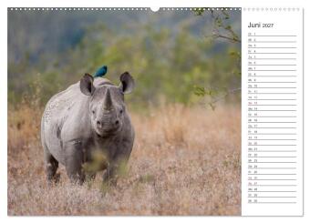 Emotionale Momente: Nashörner (Wandkalender 2027 DIN A2 quer), CALVENDO Monatskalender