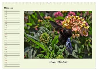 Blaue Holzbiene - Hummel - und Taubenschwänzchen. (hochwertiger Premium Wandkalender 2027 DIN A2 quer), Kunstdruck in Hochglanz