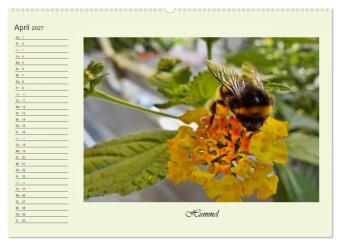 Blaue Holzbiene - Hummel - und Taubenschwänzchen. (hochwertiger Premium Wandkalender 2027 DIN A2 quer), Kunstdruck in Hochglanz
