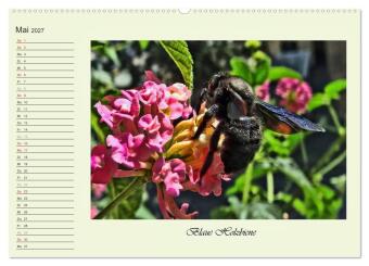 Blaue Holzbiene - Hummel - und Taubenschwänzchen. (hochwertiger Premium Wandkalender 2027 DIN A2 quer), Kunstdruck in Hochglanz