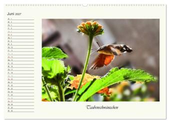 Blaue Holzbiene - Hummel - und Taubenschwänzchen. (hochwertiger Premium Wandkalender 2027 DIN A2 quer), Kunstdruck in Hochglanz
