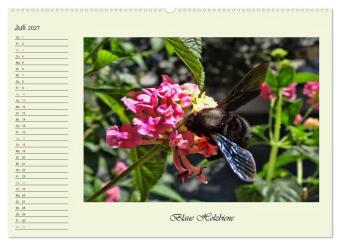 Blaue Holzbiene - Hummel - und Taubenschwänzchen. (hochwertiger Premium Wandkalender 2027 DIN A2 quer), Kunstdruck in Hochglanz