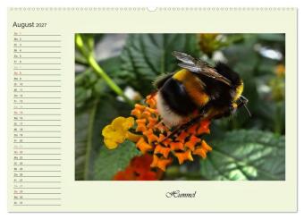 Blaue Holzbiene - Hummel - und Taubenschwänzchen. (hochwertiger Premium Wandkalender 2027 DIN A2 quer), Kunstdruck in Hochglanz