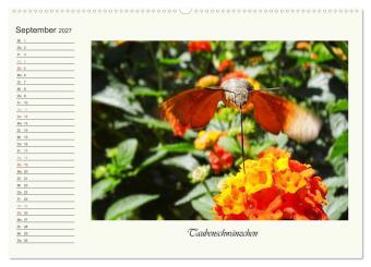 Blaue Holzbiene - Hummel - und Taubenschwänzchen. (hochwertiger Premium Wandkalender 2027 DIN A2 quer), Kunstdruck in Hochglanz