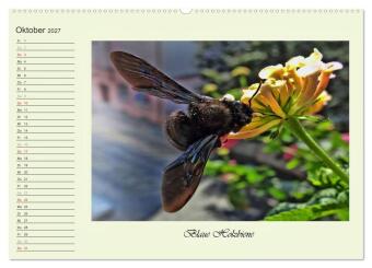 Blaue Holzbiene - Hummel - und Taubenschwänzchen. (hochwertiger Premium Wandkalender 2027 DIN A2 quer), Kunstdruck in Hochglanz