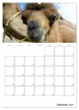 Kamel Porträt (Wandkalender 2027 DIN A2 hoch), CALVENDO Monatskalender