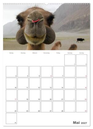 Kamel Porträt (Wandkalender 2027 DIN A2 hoch), CALVENDO Monatskalender